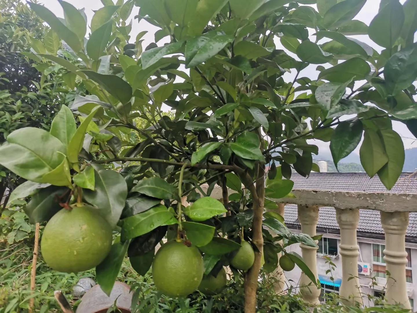 假水果苗木，坑的是零星种植户