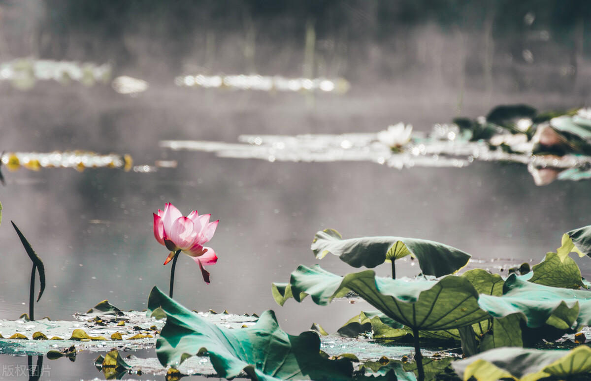 2023年三伏天二伏哪天开始,2023年三伏天是公伏还是母伏