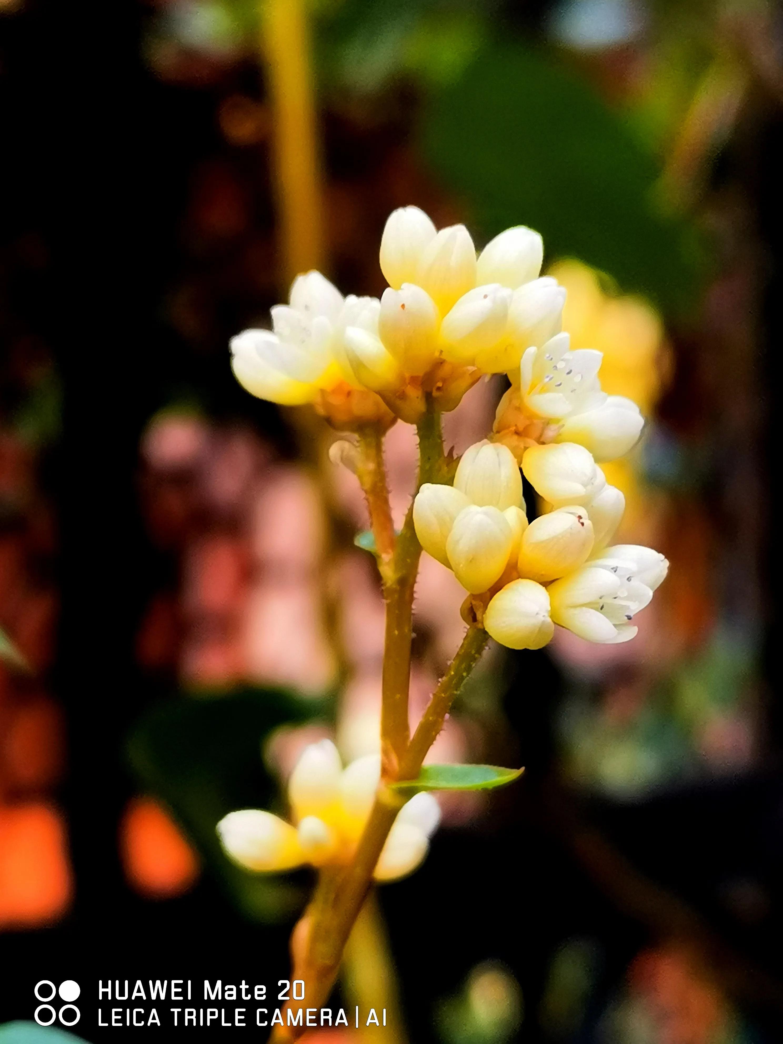 七绝三首：火炭母草