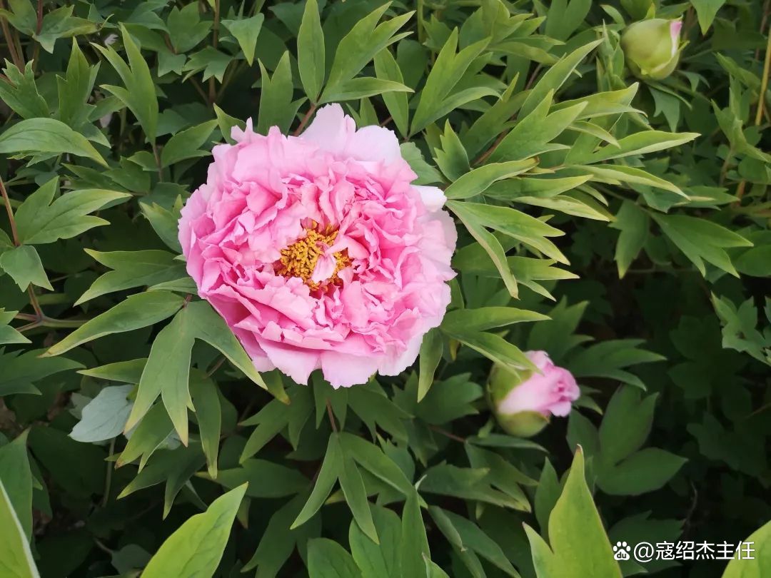 肝郁气滞心烦焦虑吃什么药,肝郁心烦焦虑的体质怎么调