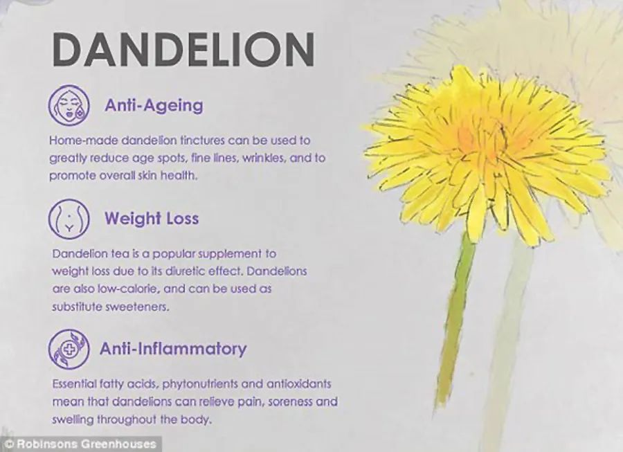 【双语资讯】鲜花天然美容法，皱纹、痘痘、黑眼圈全搞定