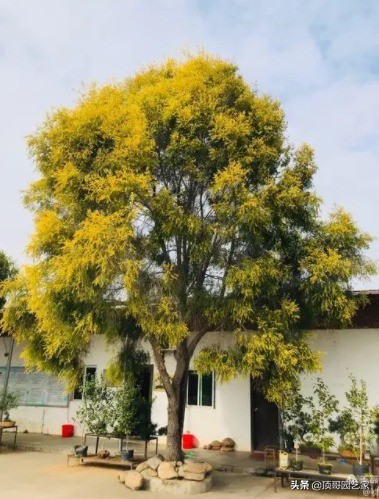 庭院中种什么树最好,庭院栽什么树最旺宅