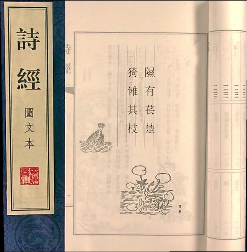 猕猴桃为什么称为水果之王,猕猴桃是不是水果之王