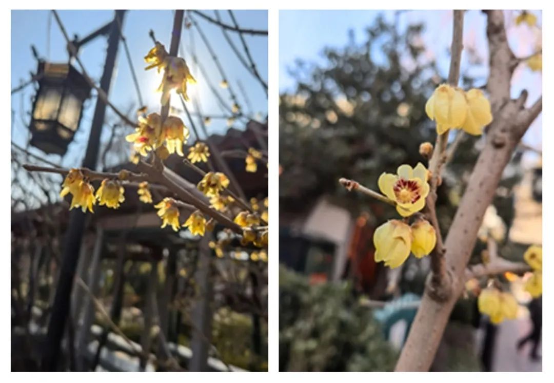 蜡梅和腊梅的区别,蜡梅与梅的区别是什么