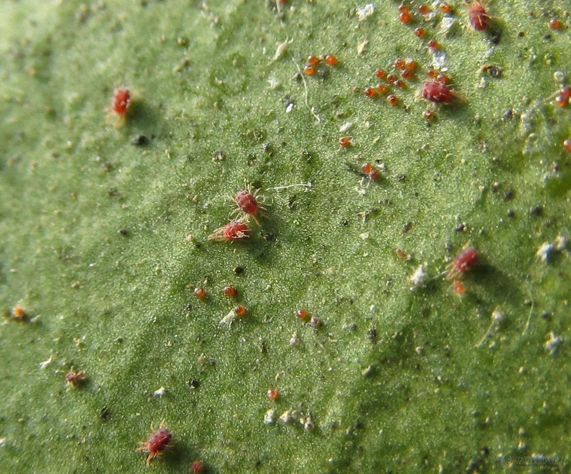 红白蜘蛛家庭防治小妙招,防治红白蜘蛛用什么药