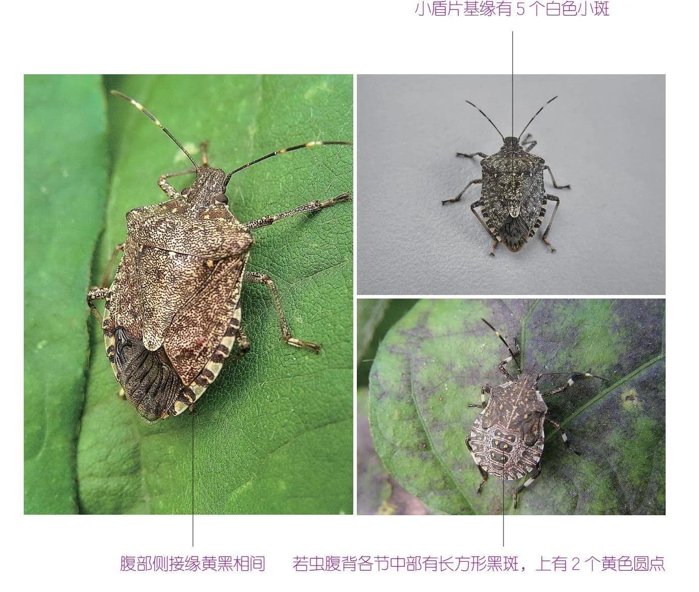 30种可以吃且美味的虫子图,33种昆虫图片大全