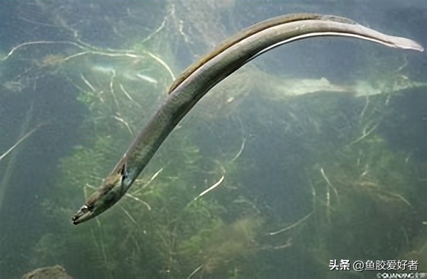 鱼胶是哪种鱼比较好,一分钟科普完鱼胶品种