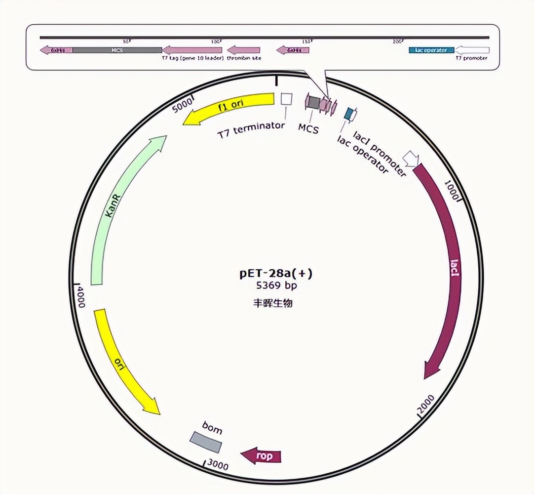 罗非鱼感染嗜水气单胞菌怎样治疗,罗非鱼病毒