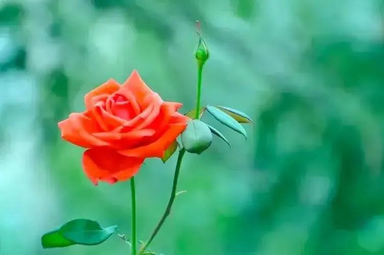 一日一诗全文及解析,一日一诗词原创