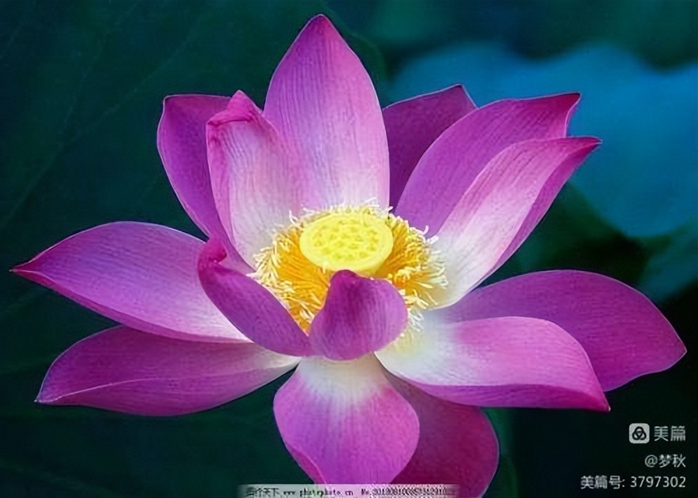 仙姿妙韵绽芳华唱和接龙