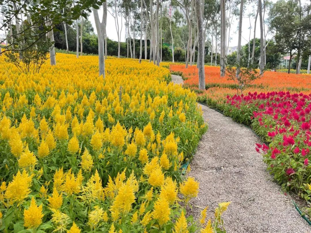 厦门秋游最佳去处,厦门周边秋游