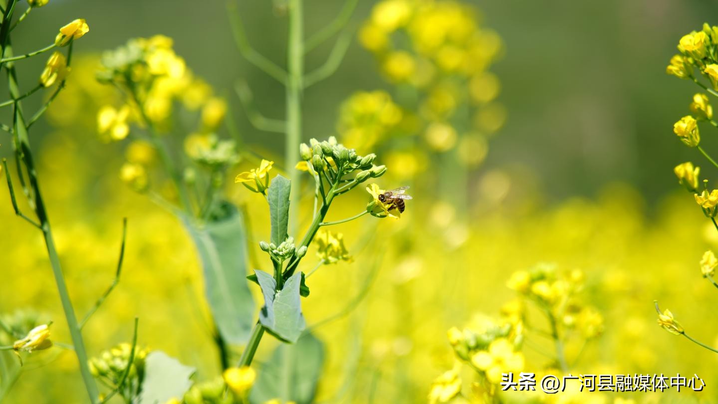 80后养蜂夫妻的日常生活,80后养蜂人的视频