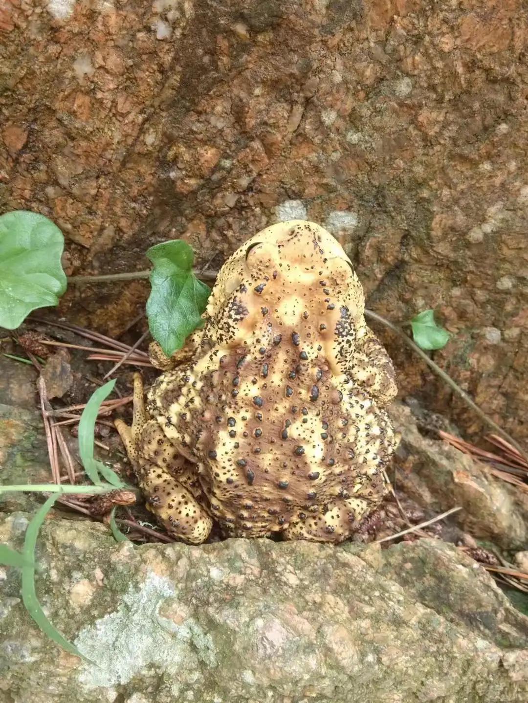 eod模式什么意思,eod项目操作模式