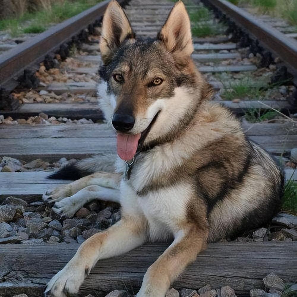 最像狼的狗捷克狼犬,捷克狼犬到底有多帅
