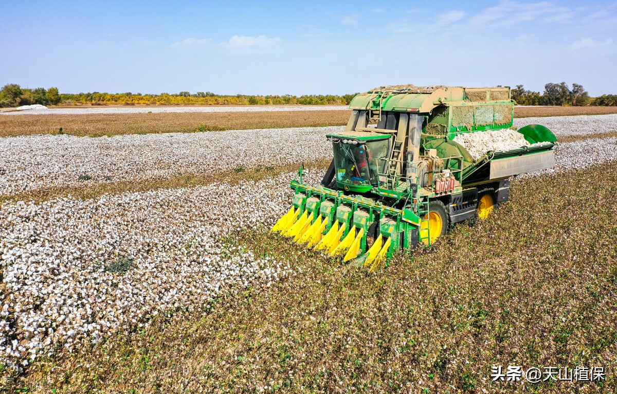 *疆新**棉花的发展现状与质量提升的对策
