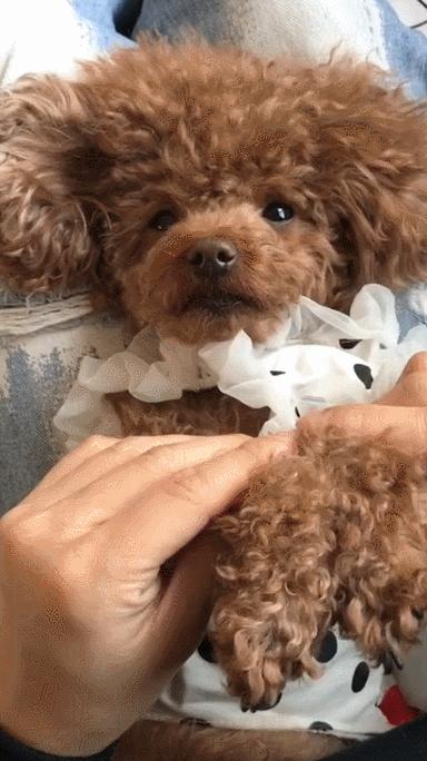 黑白相间的小型犬有什么品种,爱斯基摩犬小型犬品种大全