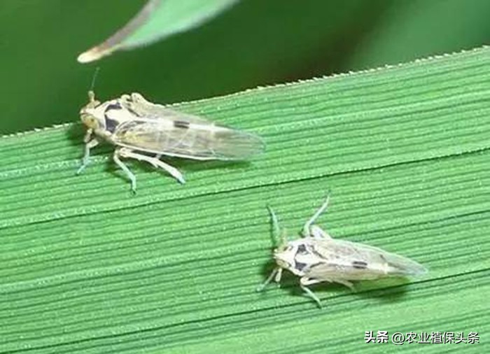 昆虫和害虫种类,昆虫和害虫的分类