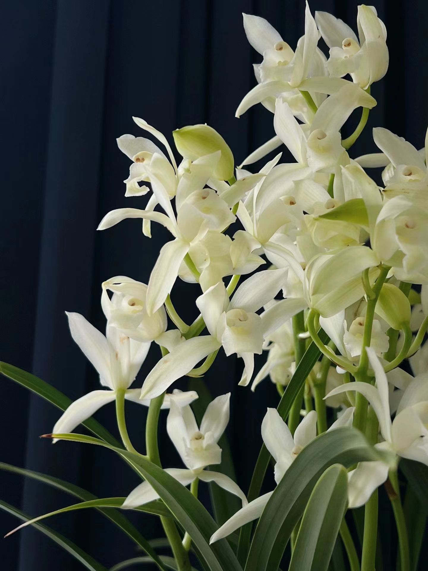 老人适合养什么花比较好,适合老年人养的花排行榜