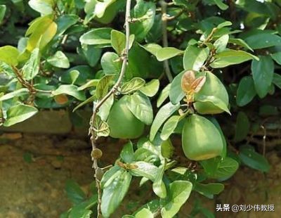 天然果冻水,天然果冻桔价格