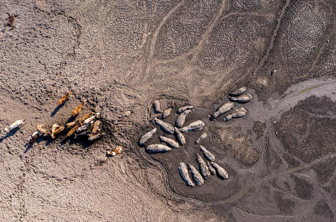 极端高温怎么解决啊,极端温度灾害主要有