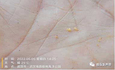 蛀干害虫为害症状识别,什么是蛀干害虫