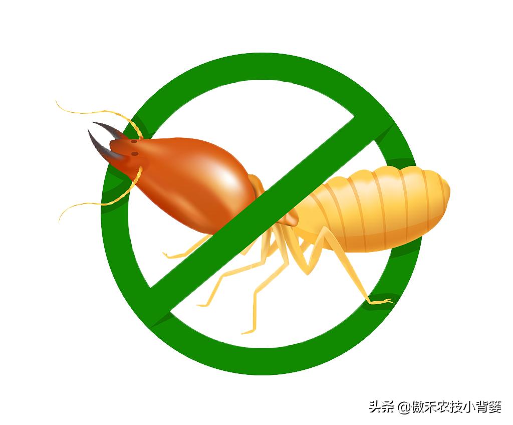 白蚁防治常用的两种灭治白蚁方法,白蚁常见的防治方法