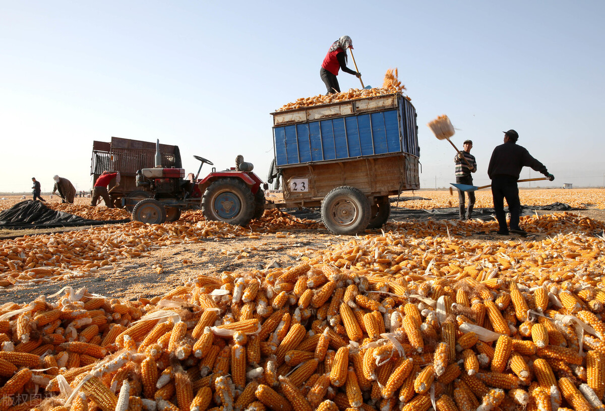 玉米“疯狂”涨价，年前会不会有“大坑”？12月1日全国玉米价格