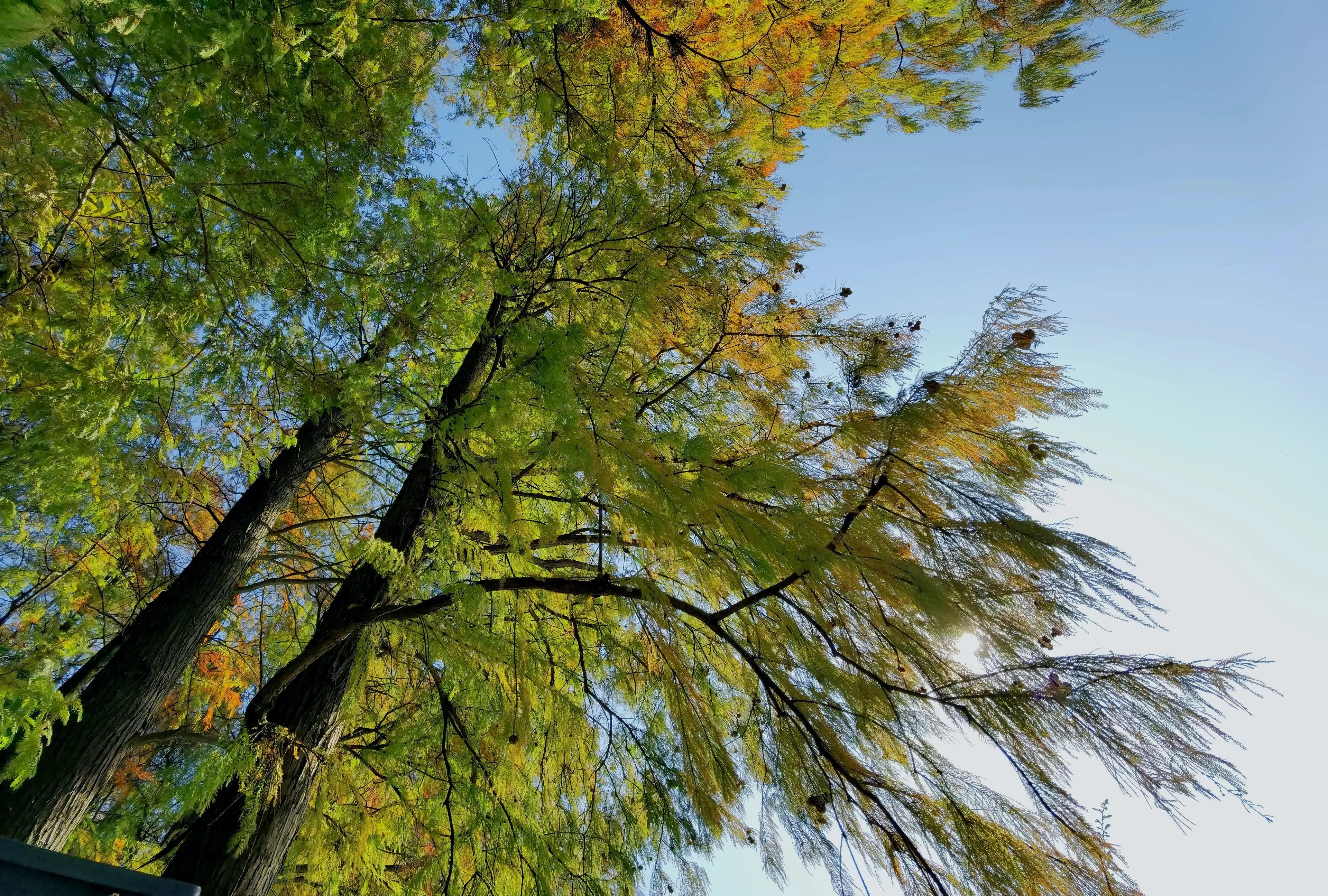 桂林的桂湖在哪里,桂林两江四湖之桂湖