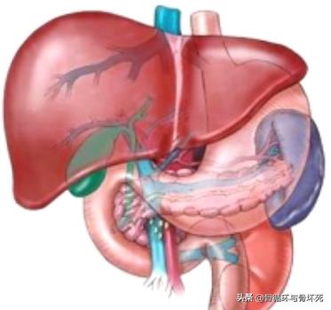 非布司他是不是最好的痛风药,非布司他痛风病人吃得好吗