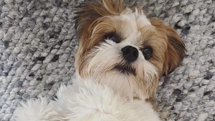 狗狗没有子宫阴道出血是什么症状,狗狗没有来姨妈但是流血