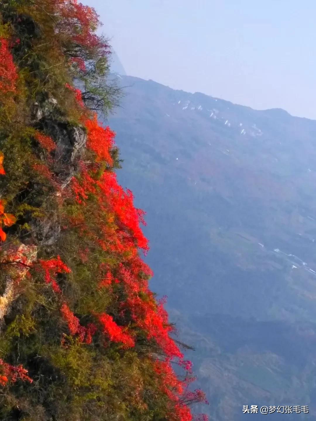 巫山观红叶全部视频,巫山红叶观景点