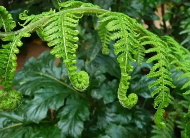 国色天香秀色可餐的美女 (秀色可餐与国色天香)