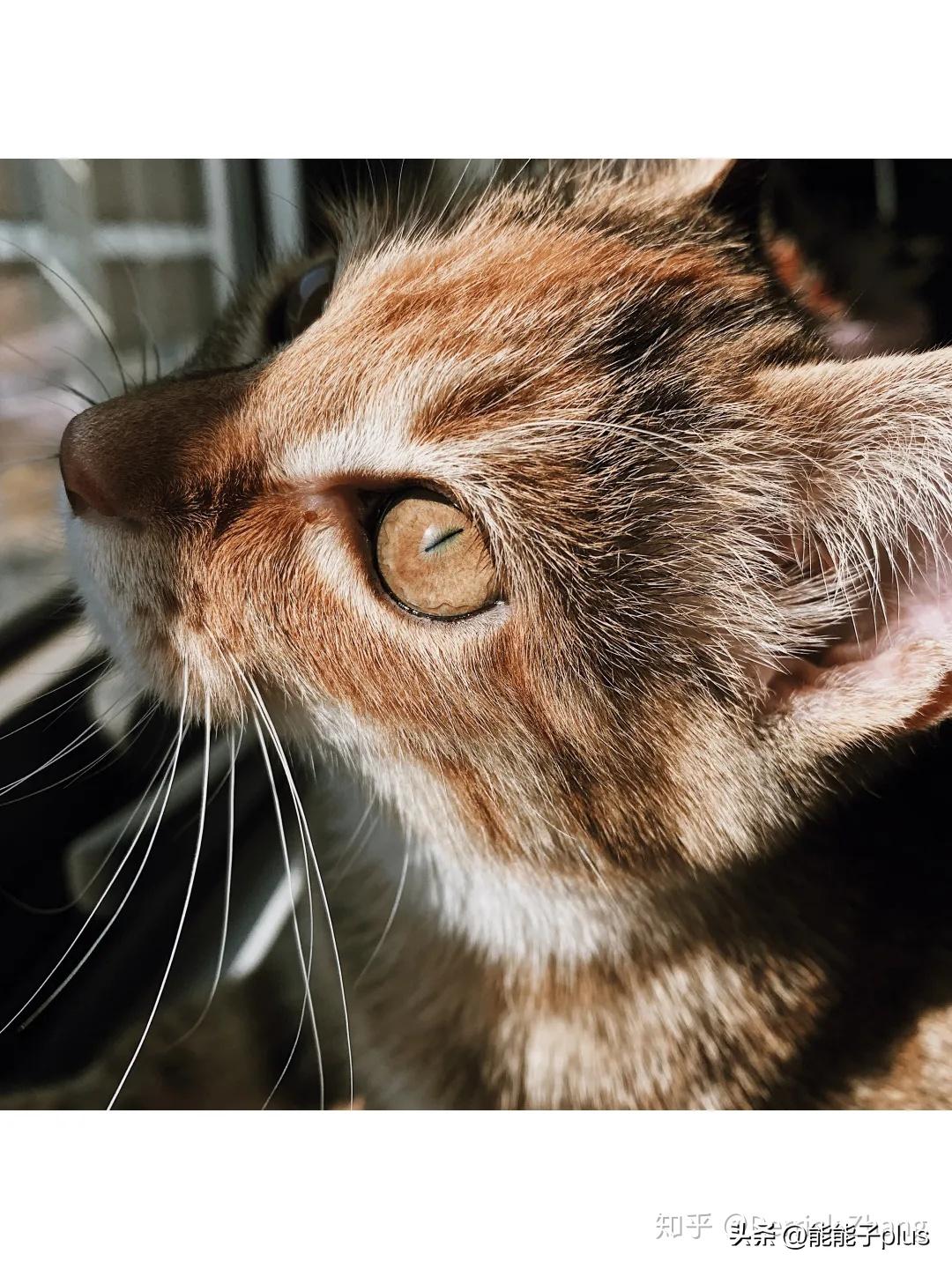 iphone12相机美颜怎么开,iphonex相机最佳设置