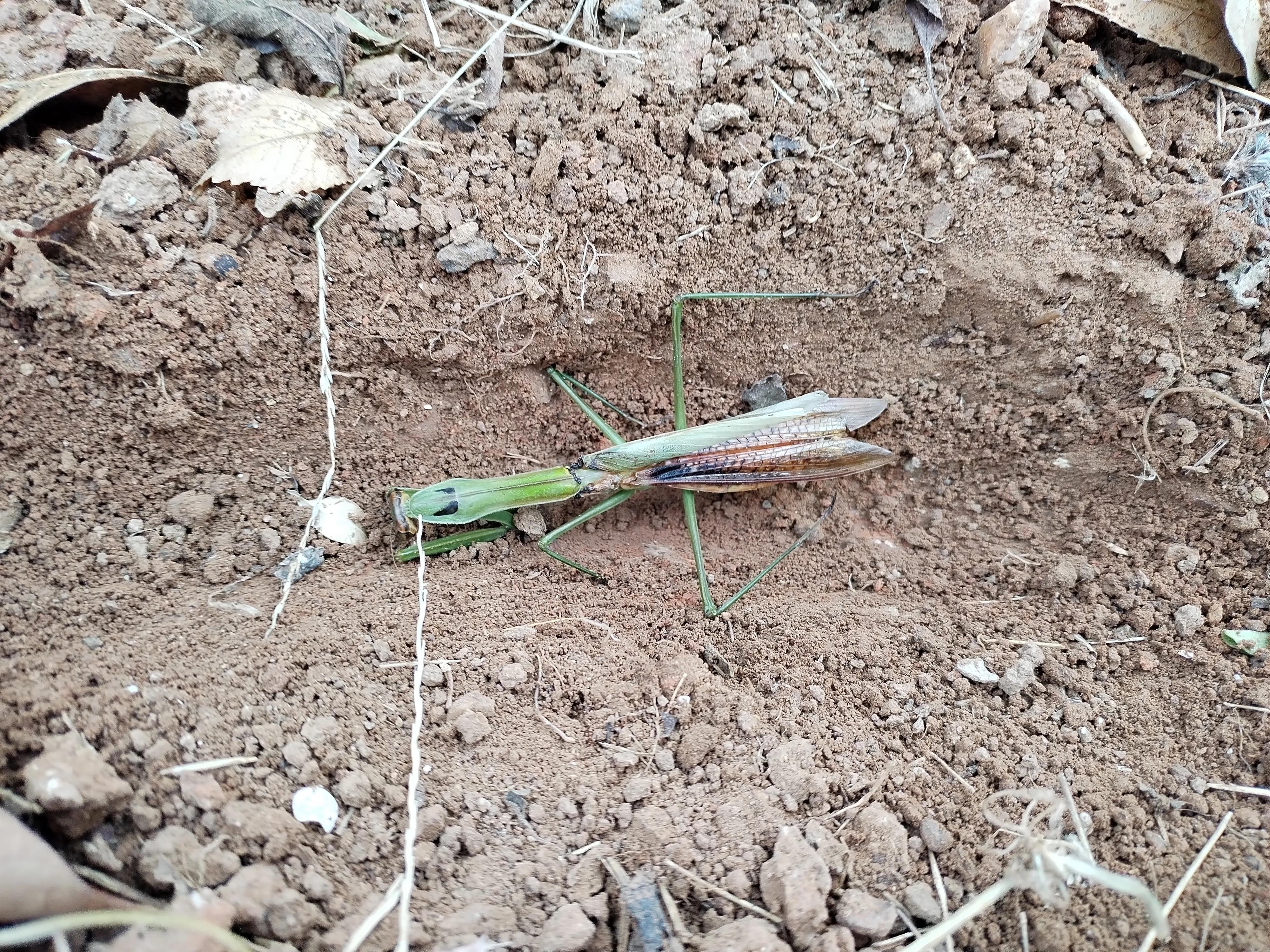 姥姥陪读：相伴二年级（43）|今天，与一只螳螂诀别