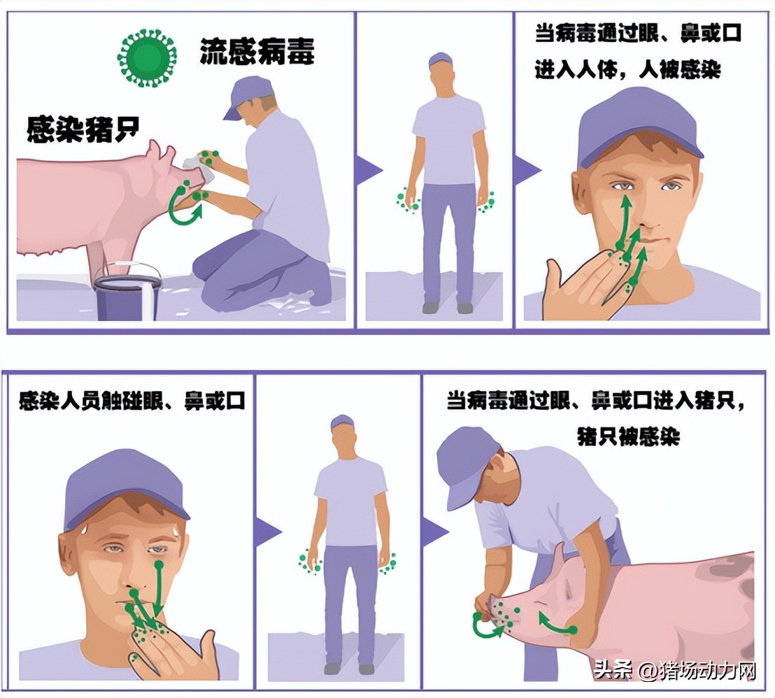 俄罗斯猪流感会到中国吗,俄罗斯猪流感最新消息