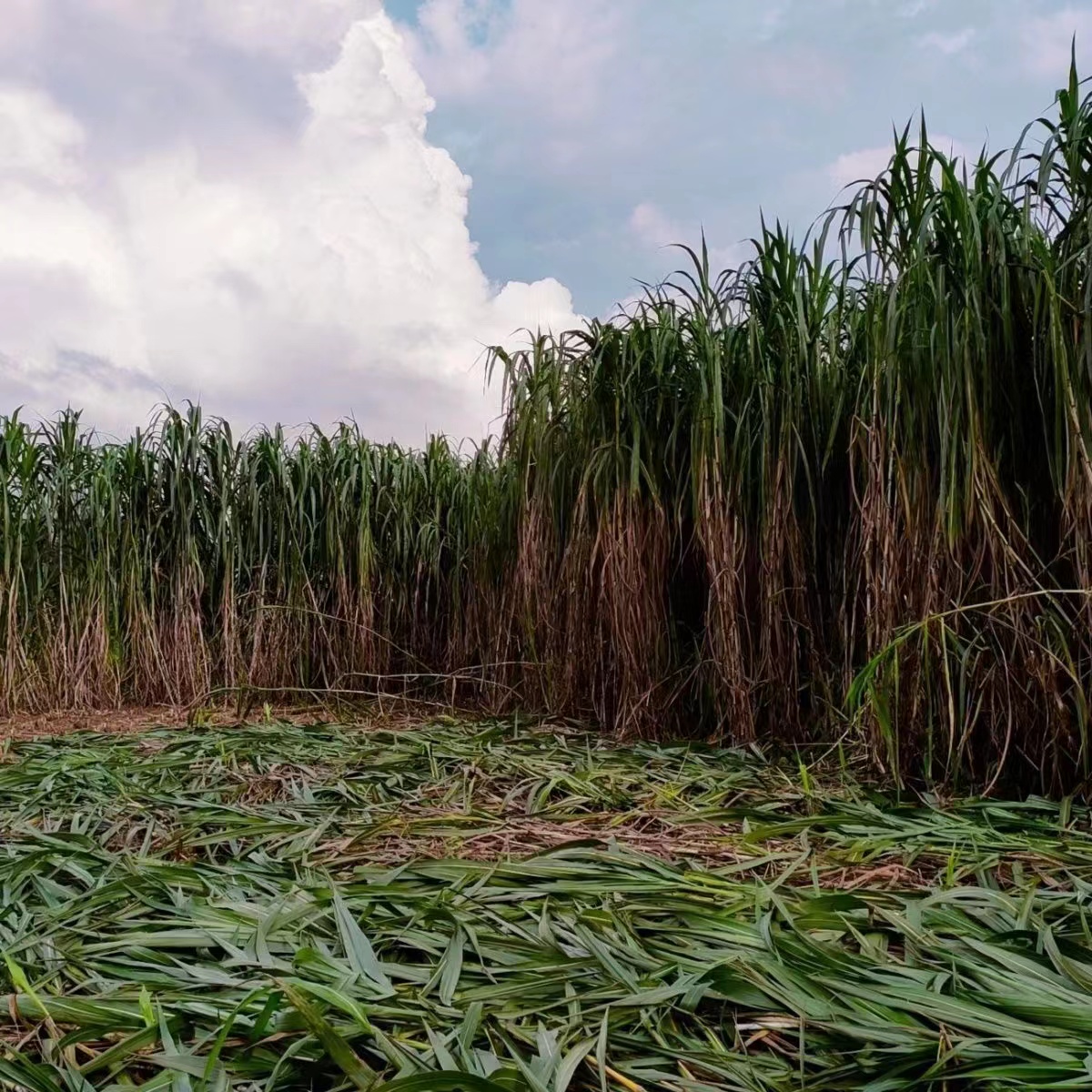 牛羊爱吃的牧草是什么？我们该怎么种？