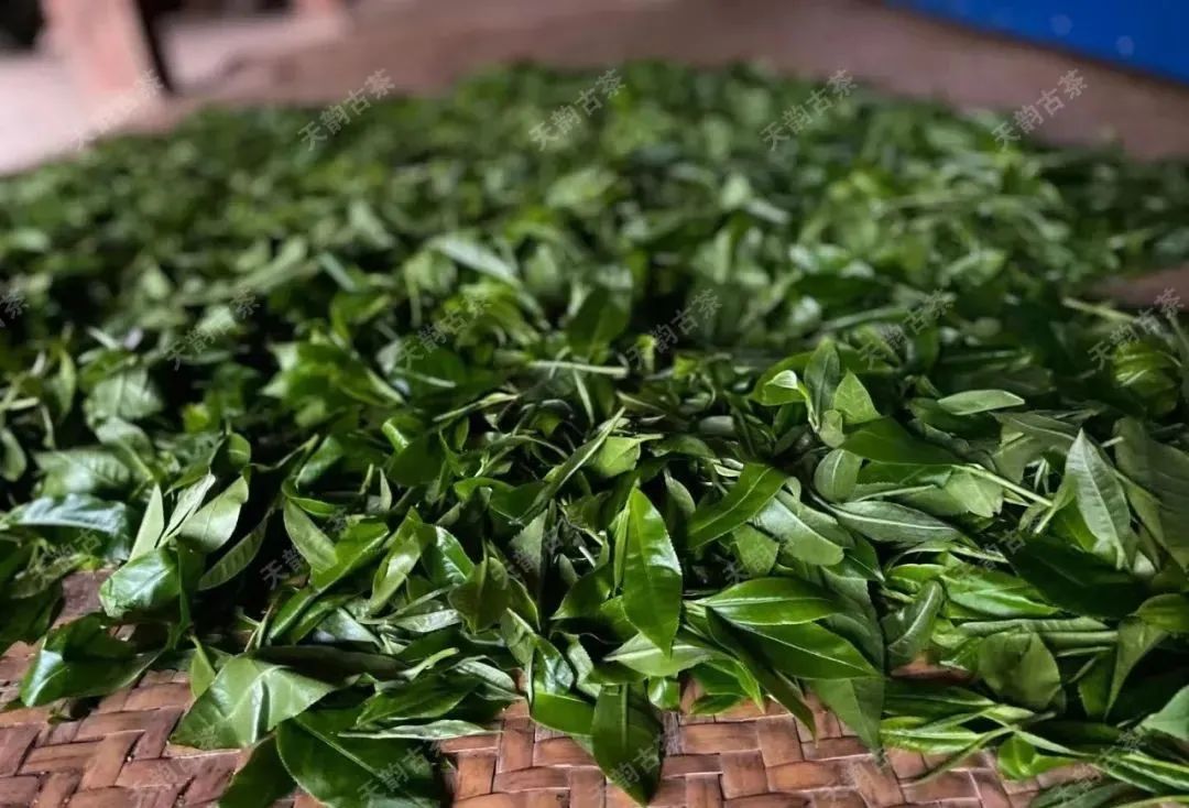 班章五寨老曼峨古树茶价格,班章五寨老曼峨古树茶