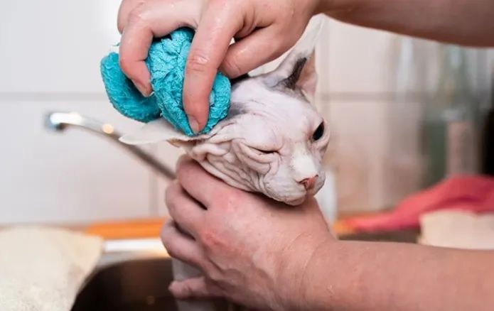 斯芬克斯无毛猫洗澡解压,斯芬克斯猫如何取暖