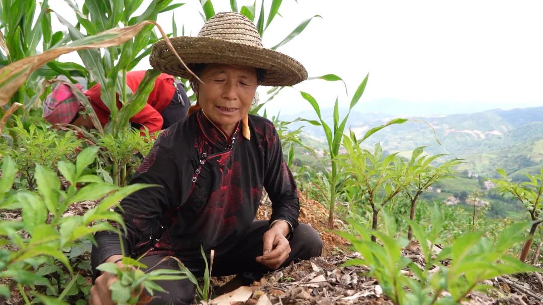 「强国复兴有我」看绿春最强创业搭档，将“小魔芋”变身“金疙瘩”