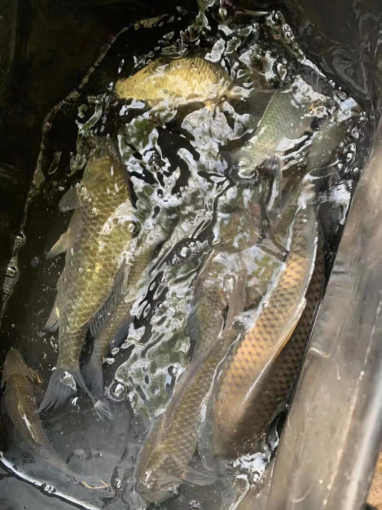 冬季钓23两的鲫鱼0.8的子线可以吗,冬季传统钓鲫鱼多长的竿最合适