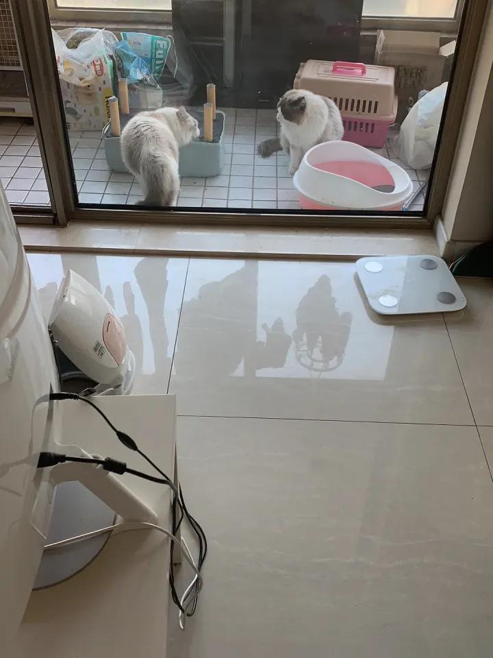 家里来了一只新猫和旧猫老是打架,新来的幼猫和旧猫一直打架怎么办