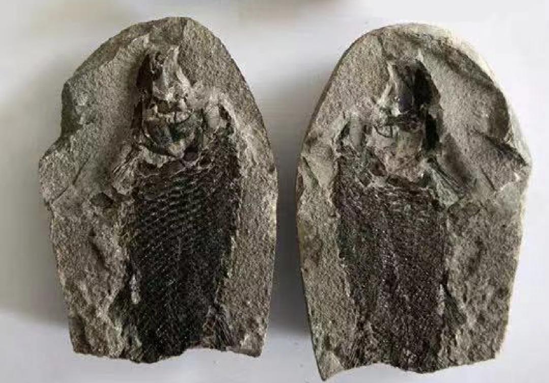 你车里的油和它们有关！探秘石化版“三星堆”宝藏