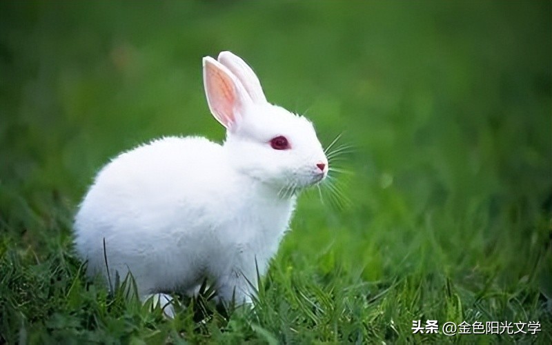 小学作文心爱之物点评,心爱之物300字作文