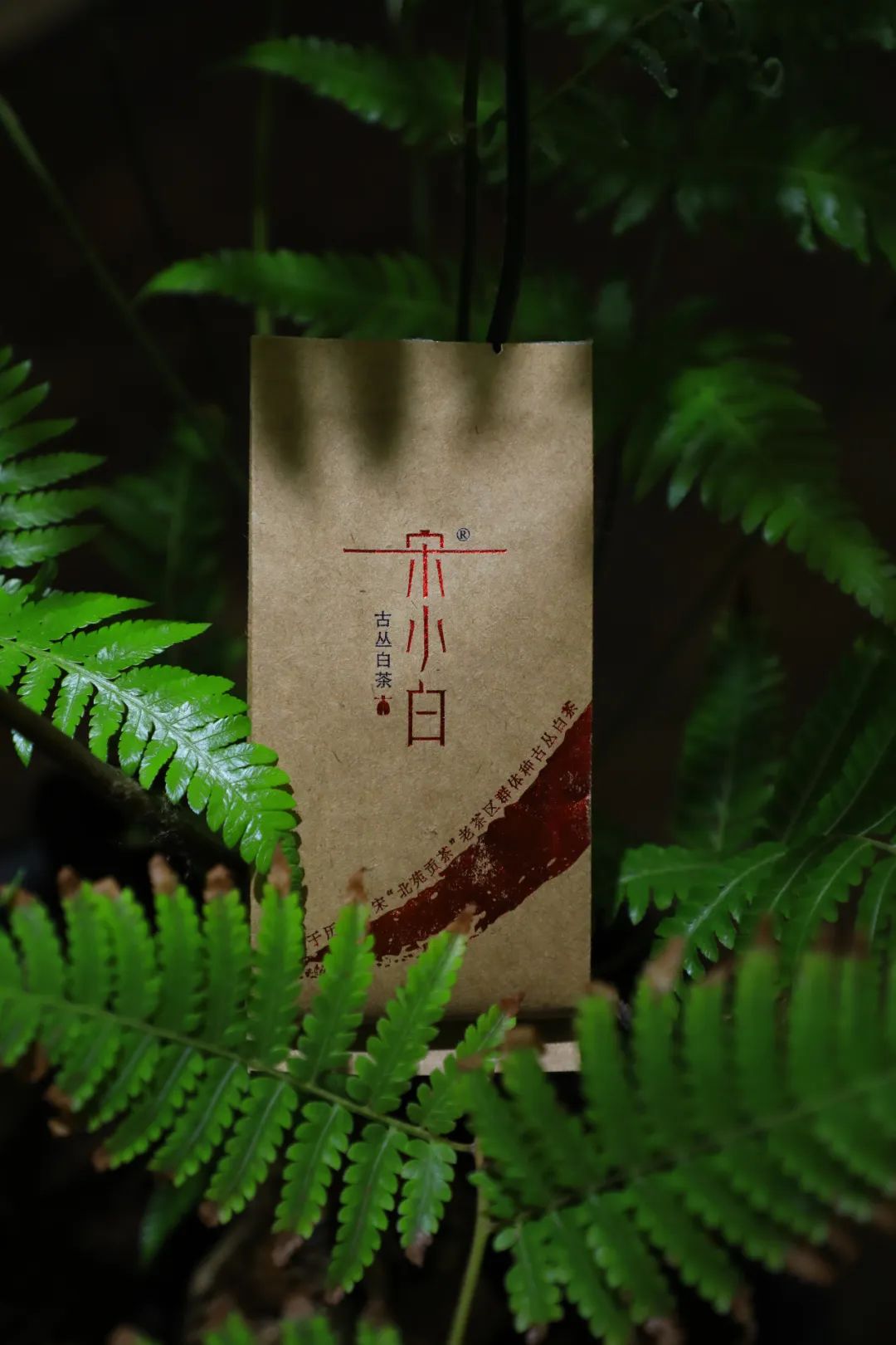 今晚有茶|来自“白水岩”的三泡茶，山水之间的柔和刚