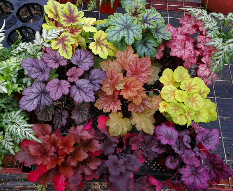 客厅好看的观赏花,小清新唯美油画花