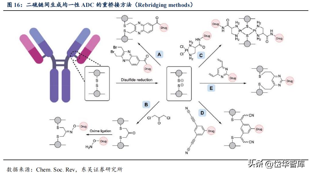 有效避开内卷，迈威生物：ADC锋芒初显，快速成长的Biopharma