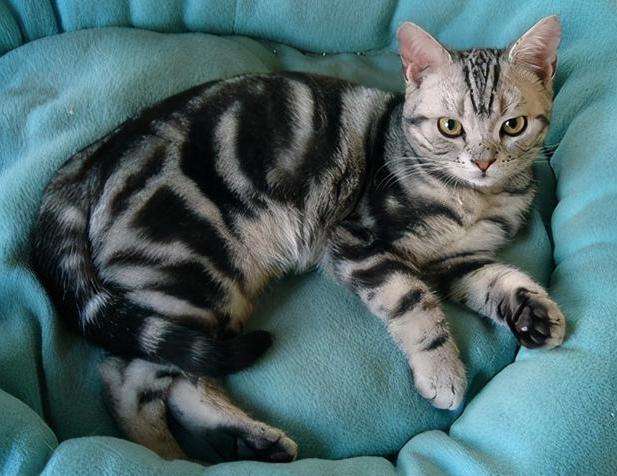 养猫推荐养什么,养猫首选这几种猫漂亮忠诚还好养