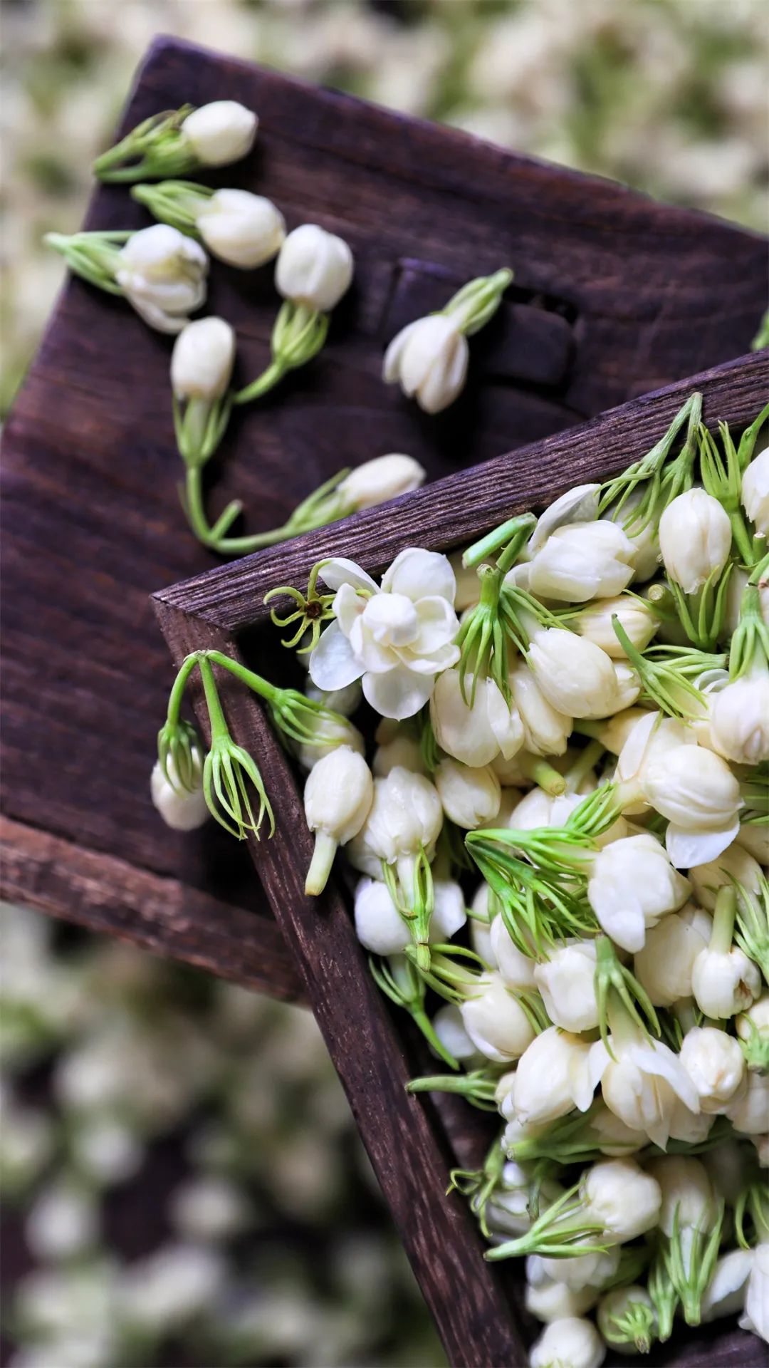 茶叶知识常识介绍大全,茶叶的基本知识大全有哪些