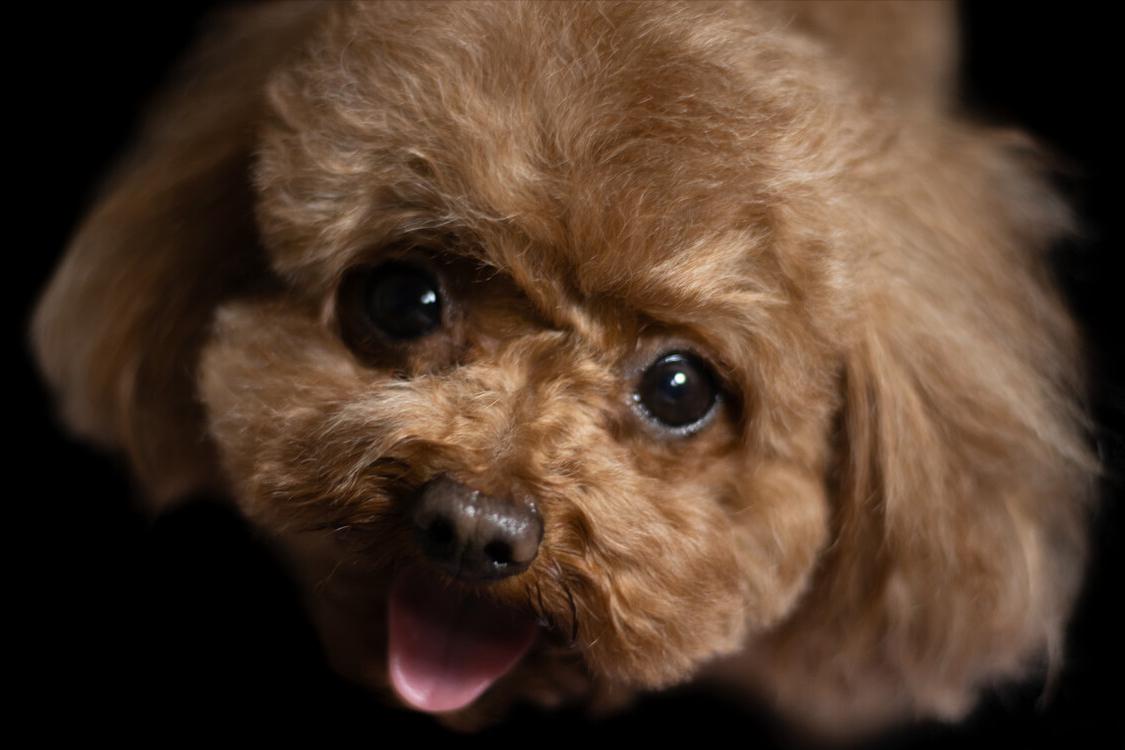 饲养泰迪讲究多,饲养泰迪好方法