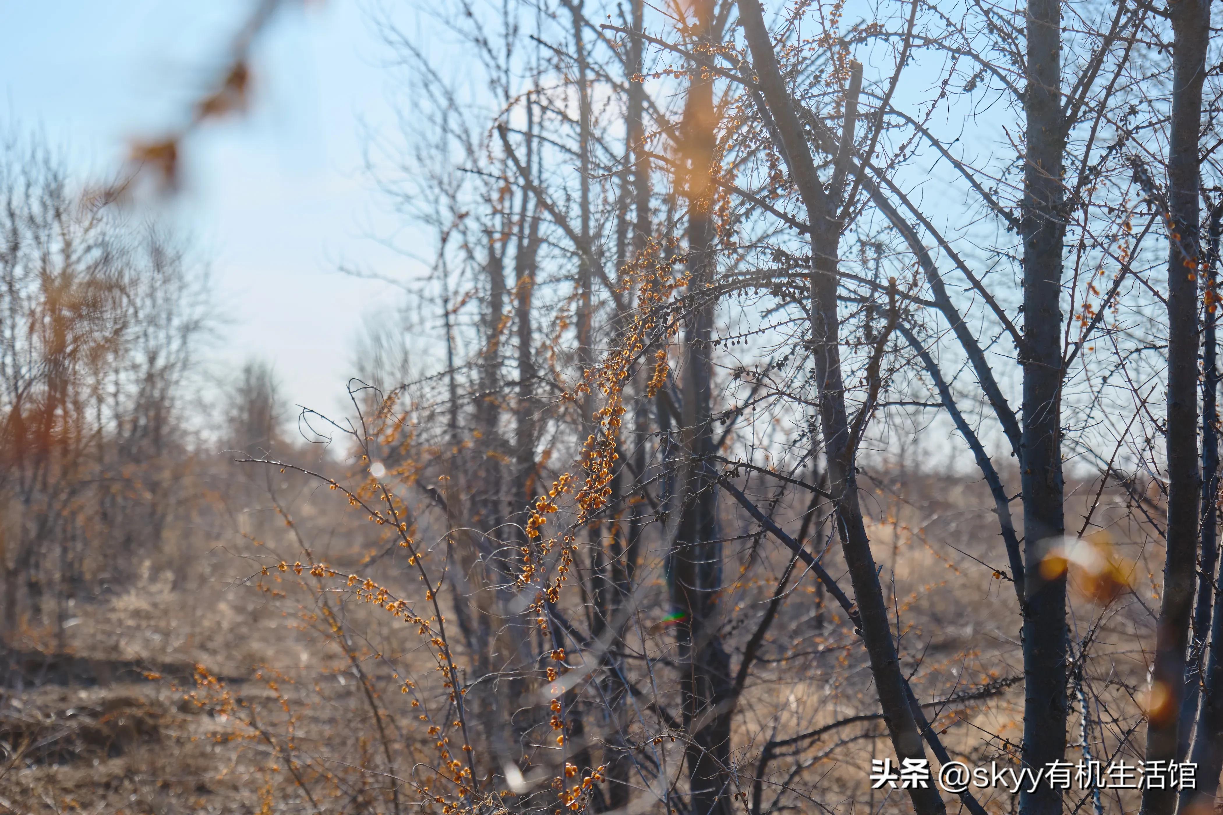 有机沙棘原浆多少钱,有机沙棘原浆推荐哪家